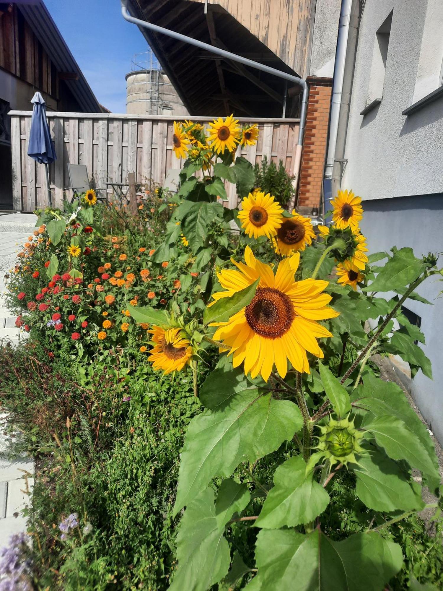 Ferienwohnung Pusteblume Neukirch  Buitenkant foto